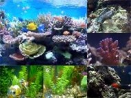 Fish Aquarium Video Screensaver screenshot